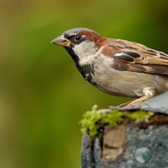 House Sparrow