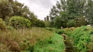 River Stour weed cutting