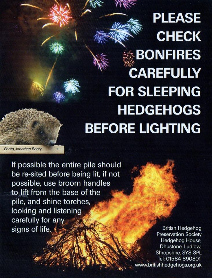 hedgehogs